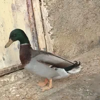 اردک نر|حیوانات مزرعه|نیمروز, |دیوار