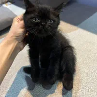 گربه بریتیش بلک جذاب|گربه|رشت, لاکانی|دیوار