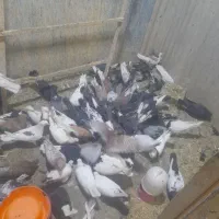 بار جدید کبوتر تهرانی