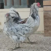 امروکانا اصل