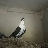 کبوتر فروشی