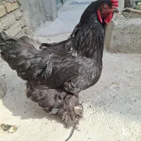 مرغ برهما تخم گذار