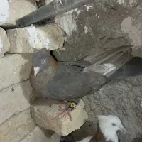 کفتر بهبونی