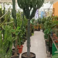 انواع افوربیا|گل و گیاه طبیعی|مشهد, شهرک صنعتی توس|دیوار