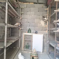کبوتر کفتر
