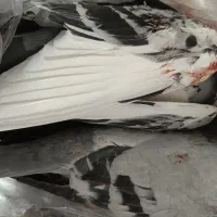 کبوترسربریده