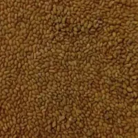 بذر یونجه درجه 1