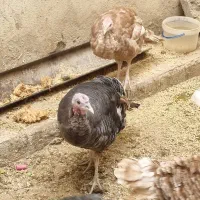 بوقلمون|حیوانات مزرعه|کرج, عظیمیه|دیوار