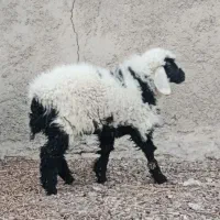 بره
