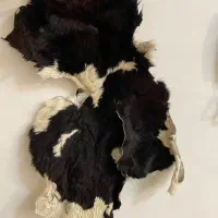 پوست گاو|پادری|تهران, پونک|دیوار