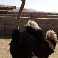 شترمرغ مولد