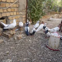 چند جفت دمی کله ای طوقی فرش|پرنده|سیلاخور, |دیوار