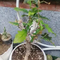 گل و گیاه|گل و گیاه طبیعی|سهند, |دیوار
