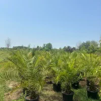 فونیکس و پالم