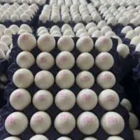 پخش عمده تخم مرغ