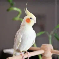 خرید و فروش عروس