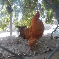 فروش خروس نژاد برهما