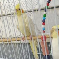 عروس هلندی ماده لوتینو|پرنده|سراب, |دیوار