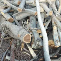 خرید چوب انجیر موقعیت (نی ریز)