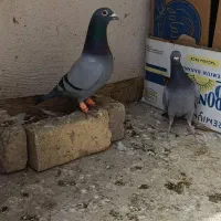 جف سبز آلمانی