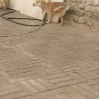 درشت مولد خوب براتوله کشی پاپی هم بازیگوش|سگ|تربت جام, معدآباد|دیوار