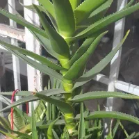 با سلام دو عدد گل به همراه گلدان