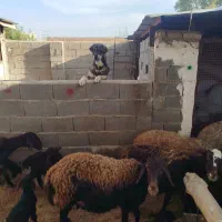 سگ پژدر