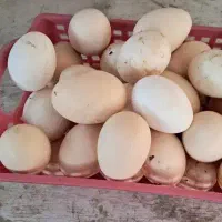 تخم مرغ گلین