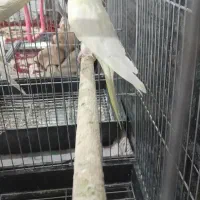 عروس هلندی نر و ماده