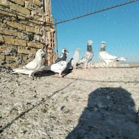 کفتر خوشگل ضربه|پرنده|سبزوار, ایزی شهر|دیوار