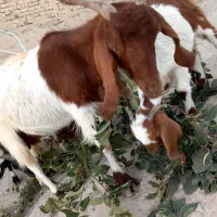 میش و بره بز و بزغاله