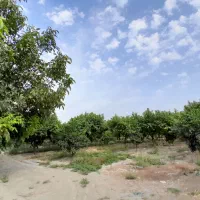 فروش ۲۹۰۰متر باغ هلو و پرتقال خونی با چاه اب و برق|فروش زمین و ملک کلنگی|نوکنده, |دیوار