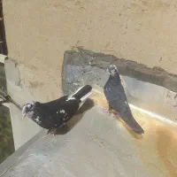 یک جفت کبوتر