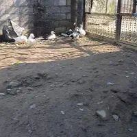 زمین مسکونی سنددار 160. مترمربع دررشت منطقه 4
