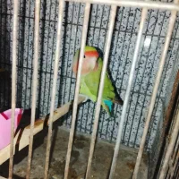 نر مولد برزیلی