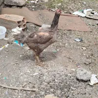 مرغ لاری طوسی