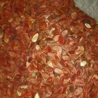 تخمه هندوانه درجه یک موجودی۳۰۰کیلو