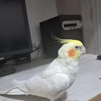 عروس هلندی لوتیتو نر سخنگو