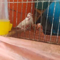 فنچ|پرنده|شیراز, گویم|دیوار