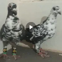 نرماده سوسکی آس|پرنده|تربت‌حیدریه, حاجی یار‎|دیوار