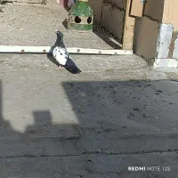 کفتر شهرستانی