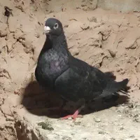 حیون پرشی به شرط