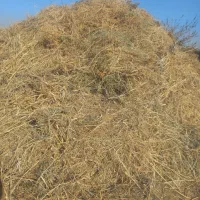 علف باغ