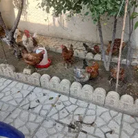 مرغ تخم گذار