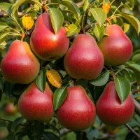 نهال گلابی درگزی مقاوم، پربار و مناسب صادرات