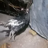 فروش بوقلمون نر محلی