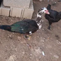 اردک نر|حیوانات مزرعه|املش, |دیوار