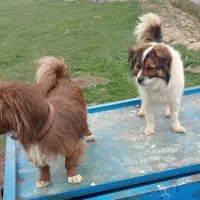 سگ پاکوتاه
