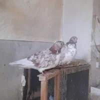 کفتر(کبوتر)|پرنده|تهران, طیب|دیوار