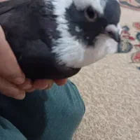 کبوترابلق|پرنده|اهواز, کوی رمضان|دیوار